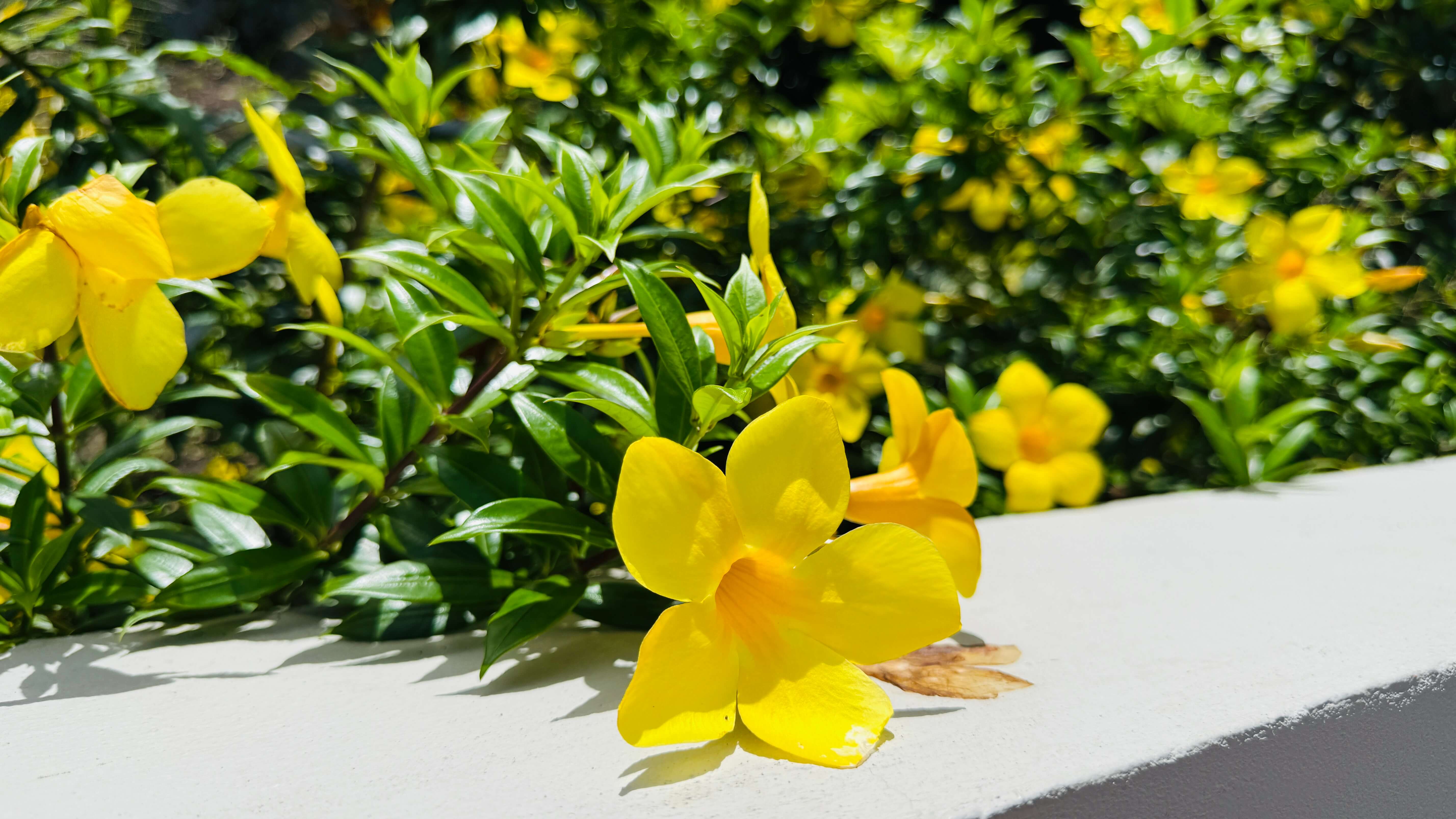 Sugar Ridge Condos, Antigua — photo 14 of 15
